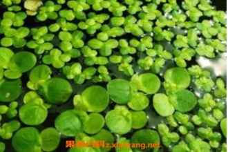 ��Ƽ�Ĺ�Ч�����ü�ҩ�ü�ֵ
