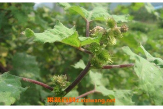 �ٲԶ��ݵĹ�Ч������