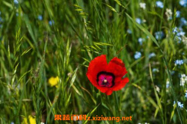 һ���Ĺ�Ч������ һ�����ô���ó�