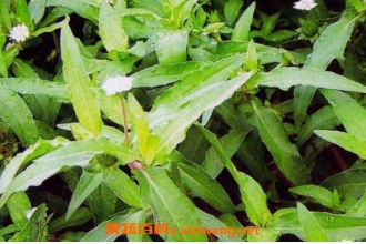 ī�����ݵĹ�Ч������