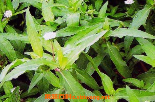 ī�����ݵĹ�Ч������