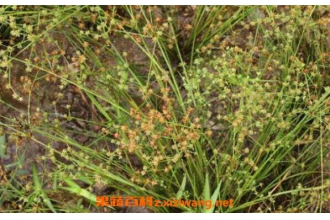 ����ĲݵĹ�Ч������ ����Ĳݵ�ҩ�ü�ֵ