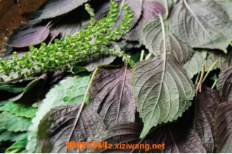 ��������Ҷ��ô�� ����Ҷ�ĳԷ�����