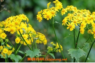 �Ѷ����Ĺ�Ч�����ü�ҩ�ü�ֵ