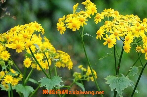 �Ѷ����Ĺ�Ч�����ü�ҩ�ü�ֵ