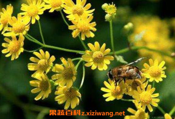 �Ѷ����Ĺ�Ч�����ü�ҩ�ü�ֵ