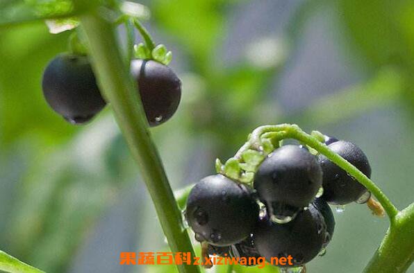 �ڹ�����ô���� �ڹ��ӵĹ�Ч������