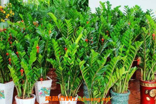 ��Ǯ��Ҷ�ӷ�����ô��
