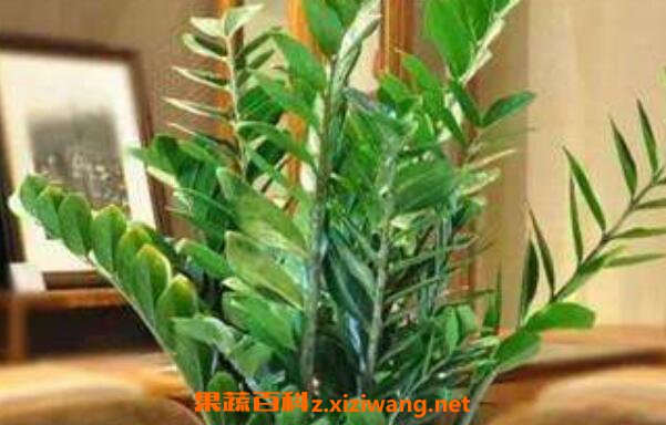 ��Ǯ��Ҷ�ӷ�����ô��