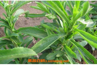 ��Ҷ�յĹ�Ч������ ��Ҷ�ղ�����ʲôһ���