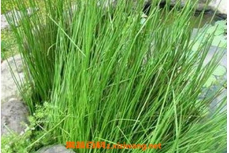 ���ĲݵĹ�Ч�����ü�ʳ�÷���