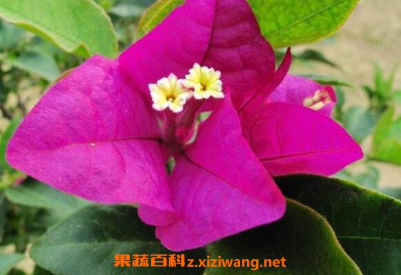 Ҷ�ӻ�ͼƬ Ҷ�ӻ���ô��