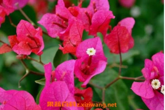 Ҷ�ӻ��Ĺ�Ч������ Ҷ�ӻ��ĸ�����