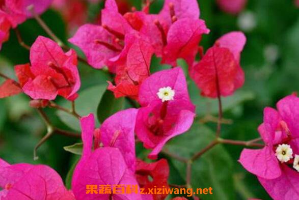 Ҷ�ӻ��Ĺ�Ч������ Ҷ�ӻ��ĸ�����