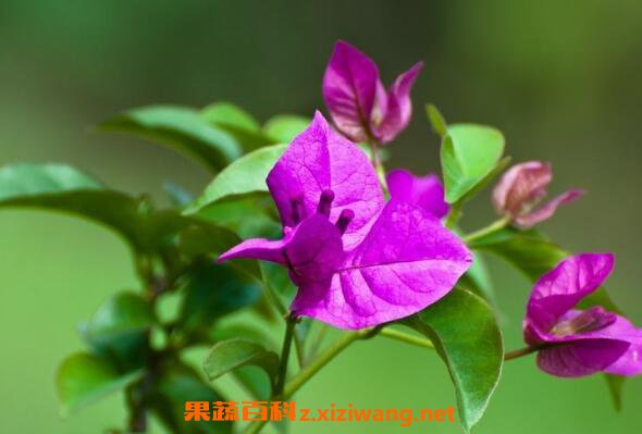 Ҷ�ӻ��Ĺ�Ч������ Ҷ�ӻ��ĸ�����
