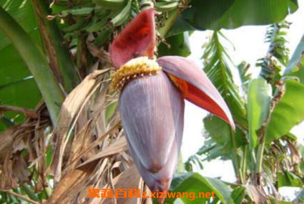 �㽶���Ĺ�Ч������ �㽶����ô��