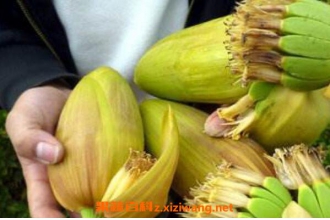 �Ž�����ô�� �Ž��Ĳ��ʺ�ʲô�˳�