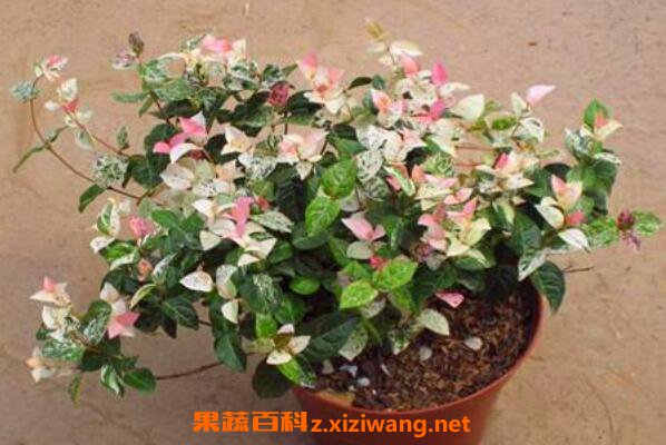 ��Ҷ��ʯ��ô�� ��Ҷ��ʯ����ֳ����