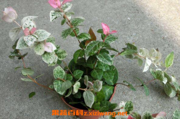 ��Ҷ��ʯ��ô�� ��Ҷ��ʯ����ֳ����