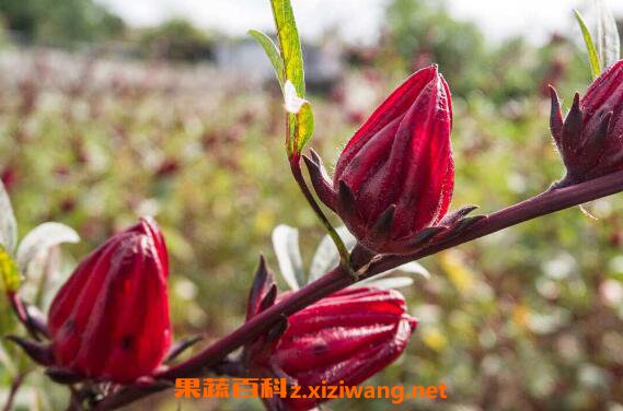 ���񻨵Ĺ�Ч������ ������ô�����