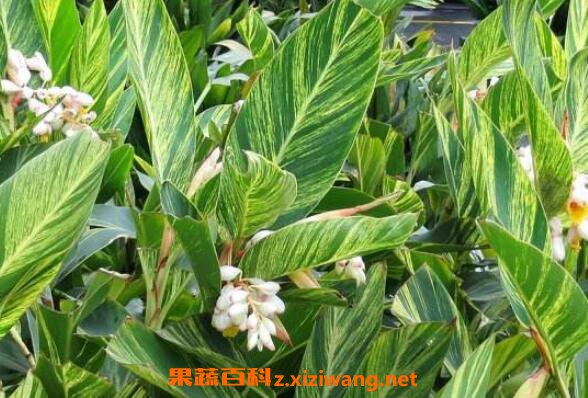 ��ɽ���Ĺ�Ч������ ��ɽ���ж���