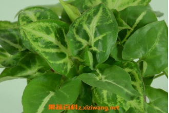 �Ϲ��������ֳ �Ϲ������ֳ������ע������