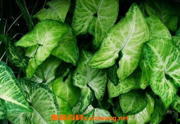 �Ϲ��������ֳ �Ϲ������ֳ������ע������