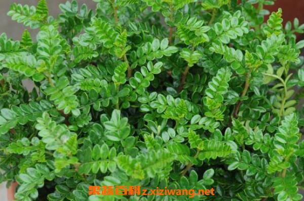 ����ľ�����ֳ ����ľ����ֳ������ע������
