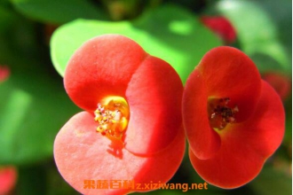����÷�����ֳ ����÷����ֳ������ע������
