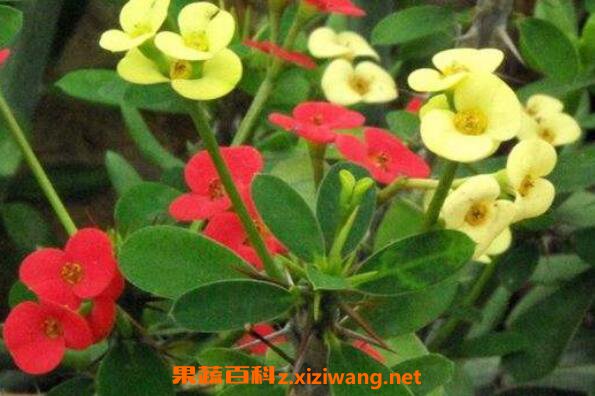 ����÷�ж��� ����÷�ķ�ֳ����