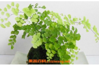 ����ާ�����ֳ ����ާ����ֳ������ע������