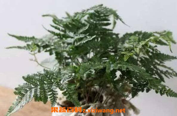 ��βާ�����ֳ ��βާ����ֳ������ע������