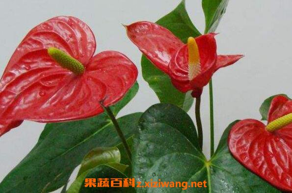 ���Ƶ���ֳ���� ��ֳ���Ƶ�ע������