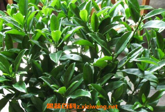 �������������ֳ �����������ֳ������ע������