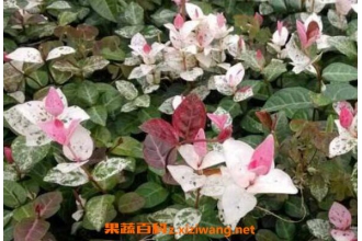 ��Ҷ��ʯ����ֳ������ע������