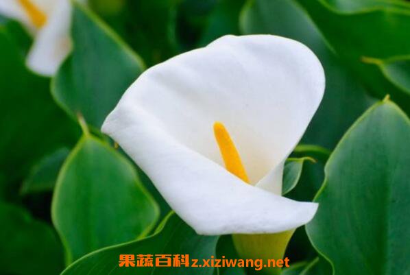 ������ʲô �������ֳ������ע������