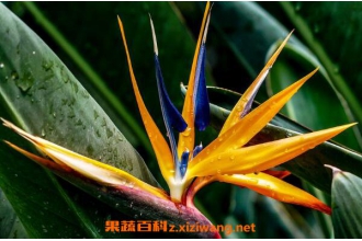 �����������ֳ ����������ֳ������ע������