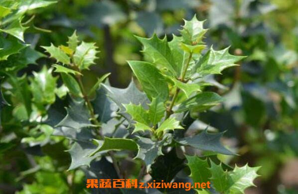 ��Ҷ������������ ��Ҷ���������ֳ