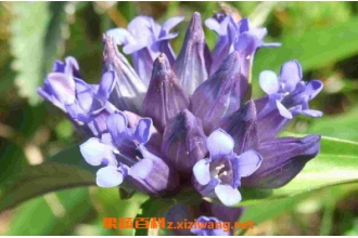 ��ܴ�Ĺ�Ч������ ��ܴ��ʳ�÷�����ʳ�ý���