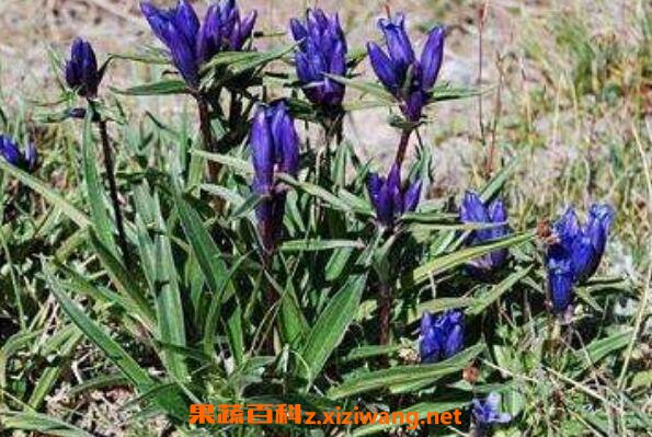 ��ܴ�Ĺ�Ч������ ��ܴ��ʳ�÷�����ʳ�ý���