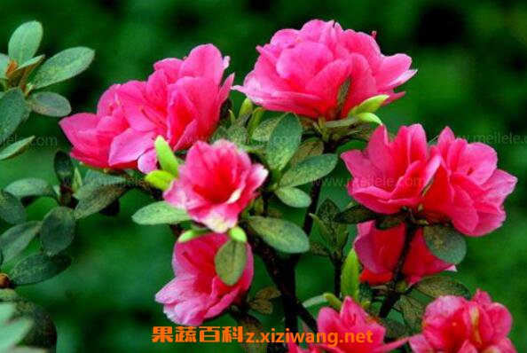 小叶杜鹃怎么养 小叶杜鹃花的养殖方法