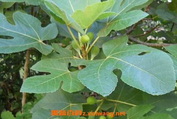 �޻���Ҷ��ˮ�Ĺ�Ч������