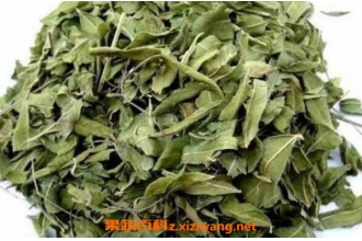 �޲���Ҷ�Ĺ�Ч������ �޲���Ҷ�ĸ�����