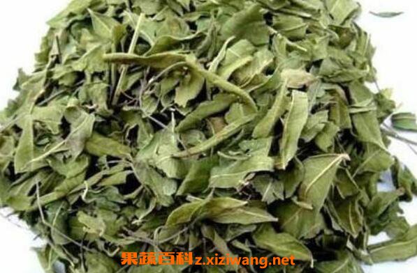 �޲���Ҷ�Ĺ�Ч������ �޲���Ҷ�ĸ�����