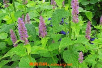 �Ŀݲ�Ҷ�Ļ�����Ч ������Ŀݲ�Ҷ����