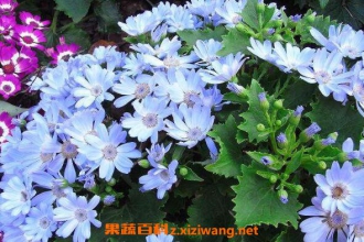 ��Ҷ����ô�� ��Ҷ�յ���ֳ������ע������