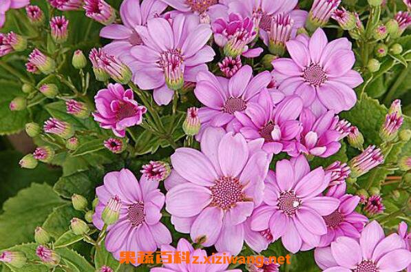 ��Ҷ����ô�� ��Ҷ�յ���ֳ������ע������