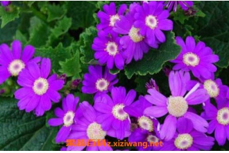��Ҷ��������ô�� ��Ҷ�ջ��ܺ���ô����