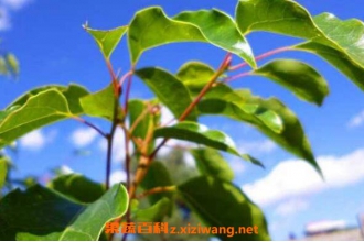 ����Ҷ�Ĺ�Ч������ ����Ҷ��ҩ�ü�ֵ
