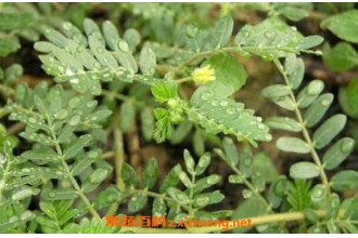 ����޼�Ĺ�Ч�����ü�ҩ�ü�ֵ